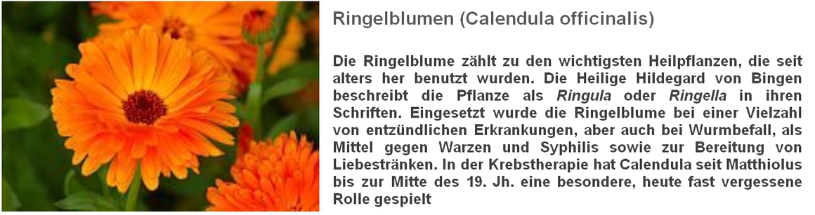 Ringelblumen (Calendula officinalis)